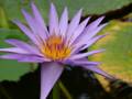 Purple water lily 5